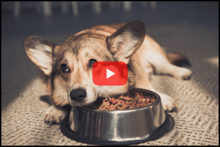 Dog food